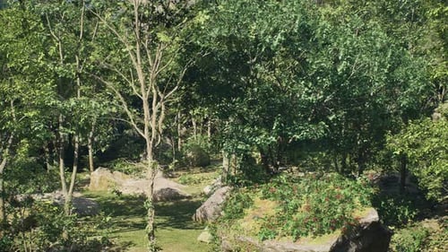 Sun Dappled Clearing In A Lush Green Forest With Scattered Rocks