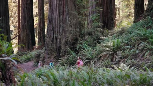 Mom And Kids Share A Special Day In The Redwood Forest Exploring