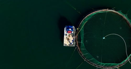 Salmon jump out of water as they're surface feeding in marine pen, top aerial