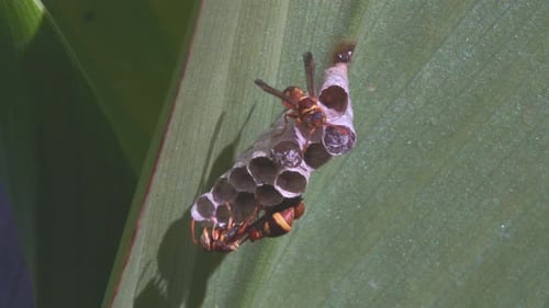 Wasps Tending to Intricate Honeycomb Nest on Leaf