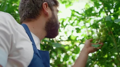 Garden Worker Inspecting Vegetables Harvesting Process Tablet in Garden Closeup. Professional Man