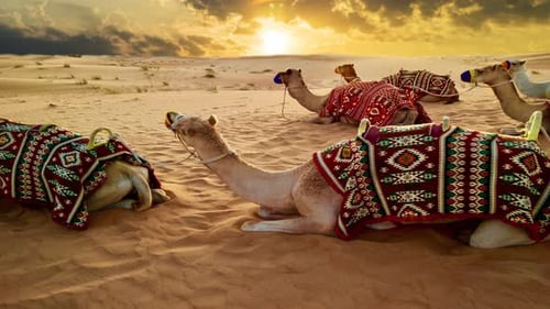 Kamele sitzen auf Sand in der Wüste Sahara des Nahen Ostens, Kamel, Tier, Himmelsersatzeffekt, Wolken,