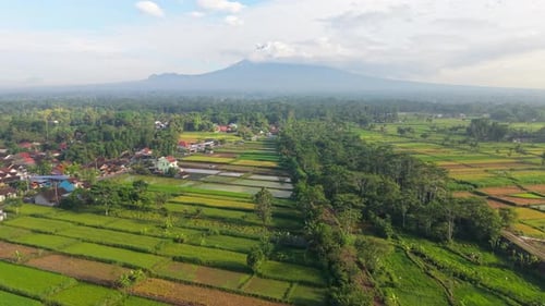 Aerial view of rice fields and mountains, indonesia.