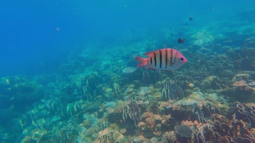 Striped Fish Swimming near a Vibrant Coral Reef