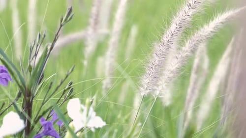 Beautiful wild grass in nature in the morning, soft wind.
