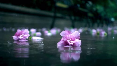 Water Drop Falling