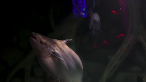 Das Aquarium hat viele schöne tropische Fische