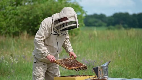 Outfitted male beekeeper pulling a frame from beehive.