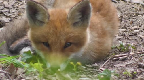 Süßes Rotfuchsjunges steht im Gras und schaut in die Kamera. Rotfuchs aus nächster Nähe. Europäisch in Zeitlupe