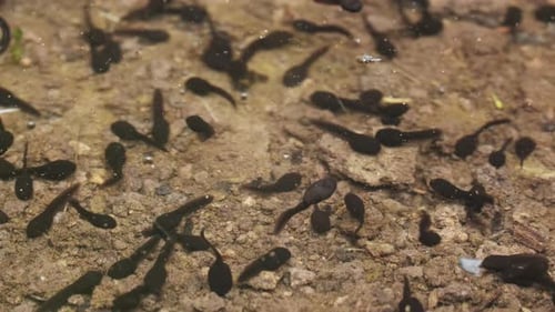 Tadpoles Swimming in Lake