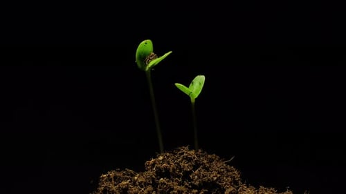 Time Lapse of Green Sprouts Growing from Seed