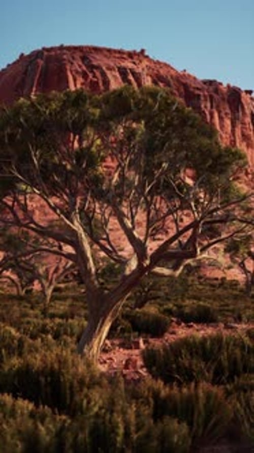 Tree in Nevada Desert With Mountain Background
