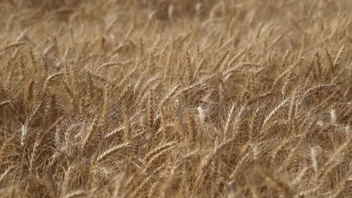 Wheat Slow Motion