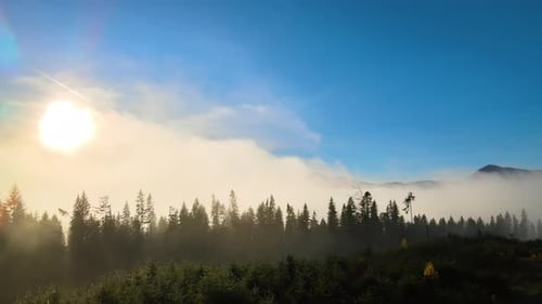 View From Above of Dark Moody Pine Trees in Spruce Foggy Forest with Bright Sunrise Rays Shining