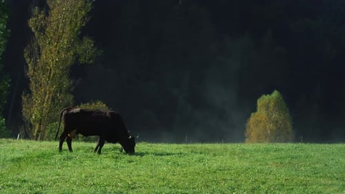 Healthy Cow Grazing at Mountain Valley. Live Eating Green Grass at Countryside