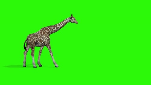 Giraffe läuft über Greenscreen-Hintergrund
