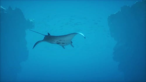 A Manta Ray Swimming in the Ocean