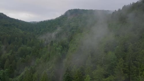 Aerial View of Fog Rising Over Forest