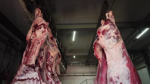 Sides of Beef Hanging in Refrigerated Room