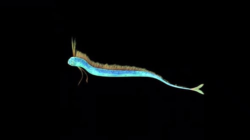 Hairtail Swim Idle 3