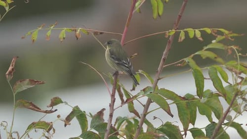 Yellow bellied Flycatcher perched on top of a tree branch. 4K.