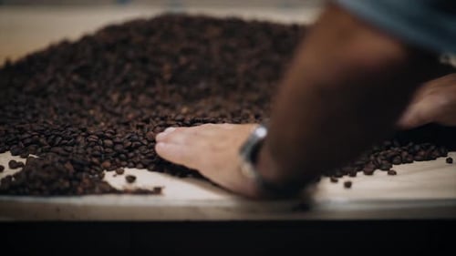 Close Up of Hands Sorting Coffee Beans