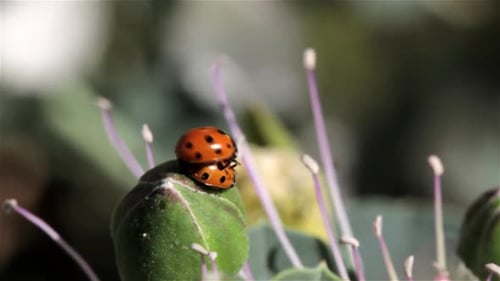 Lady bugs mating on caper flower, Eilat, Israel
