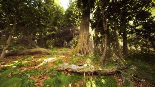 Peaceful Forest Landscape Showcasing Large Tree with Sunlight Filtering Through