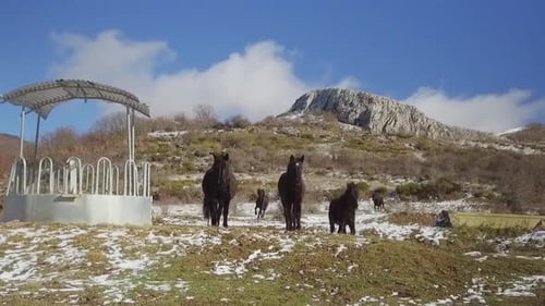 mehrere Losino-Pferde rennen in einer verschneiten Landschaft auf die Kamera zu