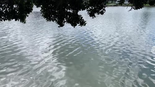 Das ruhige Wasser eines Sees schimmert unter den schattigen Ästen eines Baumes