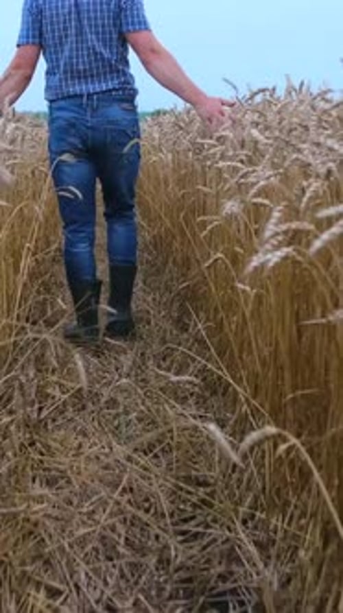A Young Agronomist in a Blue Shirt Walks Through a Wheat Field Vertical Video