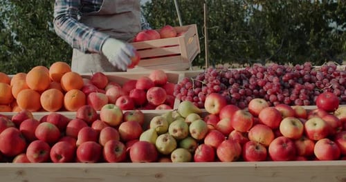 Man Puts Ripe Apples on the Counter Farmer's Market and Products From Local Producers