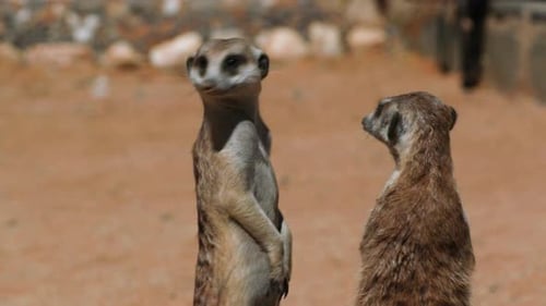 zwei Erdmännchen stehen aufrecht und drehen den Kopf, eines setzt sich, roter Sand und einige Kieselsteine im Hintergrund