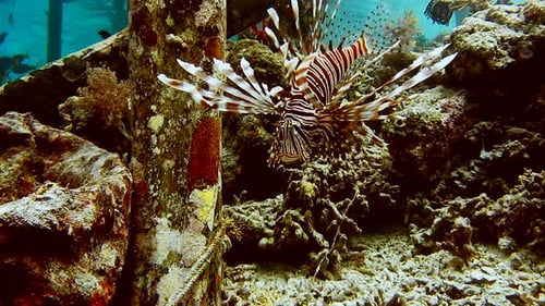 Scorpion fish near pier pale. Floating in ocean water with open red striped fin. Diving spot