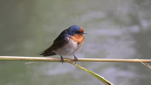 Close up of a Welcome Swallow perched on a reed over a stream