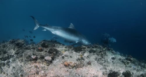 Large Tiger Shark Underwater in Blue Ocean Diving with Tiger Sharks in Maldives