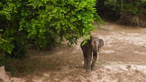 Elephant in a Nature Reserve in Sri Lanka