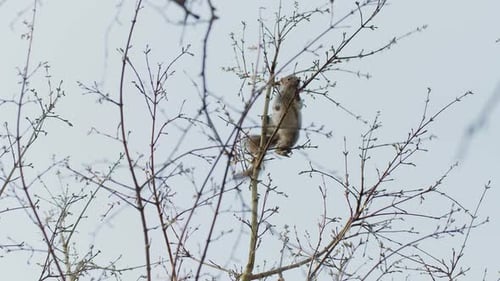 Squirrel Sitting High in Bare Tree Branches