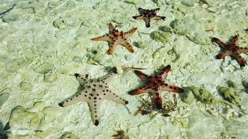 Seesterne an einem tropischen Strand