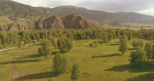 Aerial View Low Flight Above Evergreen Pine Tree Landscape with Endless Mountain Forest at Sunny