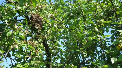 Bees Swarm Clustering on Tree Branch on Sunny Day