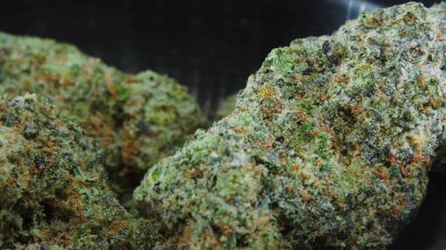 Macro Green Dried Marijuana Buds Close Up concept Shot, pile of dried marijuana plants, orange trich