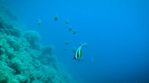 Tropical Fish, Schooling Bannerfish In The Blue Water Of The Red Sea - underwater shot