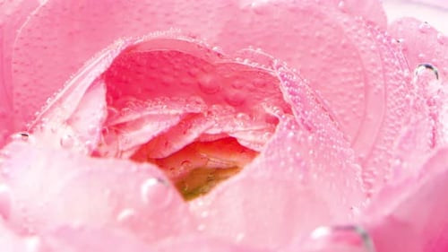 Pink Rose with Bubbles Under Water Stock Footage Delicate Rose with Lots of Bubbles in Water Rose in