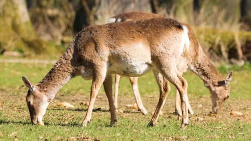 Two Fallow Deer Grazing in a Grassy Meadow