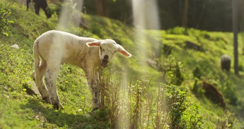 Auf dem Bauernhof ein kleines wunderschönes weißes Lamm in der Natur, auf dem Hintergrund von Gras und Bäumen,