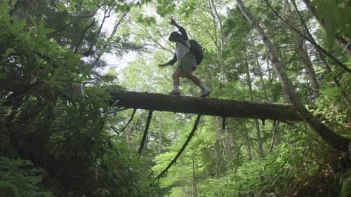 Hiker walks in the dense forest of Kunashir island and crosses the river by walking on a fallen