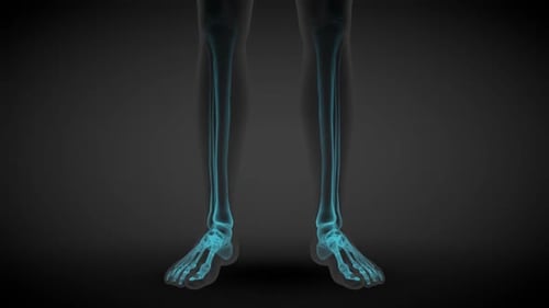 X-ray Scan of Human Body Skeleton and Internal Organs