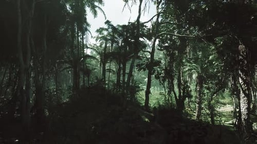 Exploring the Dense Jungle of Vietnam with Lush Greenery and Tall Trees