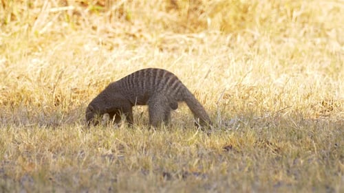 Búsqueda de mangostas anilladas, África